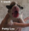 Jolene's Pup F5 - Patty Lou