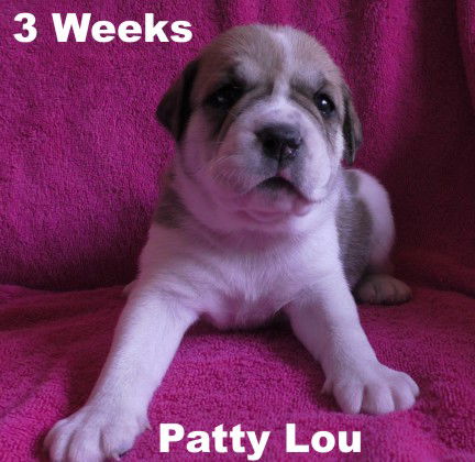 Jolene's Pup F5 - Patty Lou