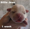 Jolene's Pup F6 - Billie Jean