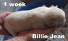 Jolene's Pup F6 - Billie Jean