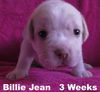 Jolene's Pup F6 - Billie Jean