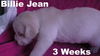 Jolene's Pup F6 - Billie Jean