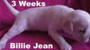 Jolene's Pup F6 - Billie Jean