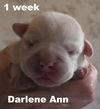 Jolene's Pup F7 - Darlene Ann