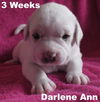 Jolene's Pup F7 - Darlene Ann