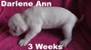 Jolene's Pup F7 - Darlene Ann