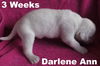 Jolene's Pup F7 - Darlene Ann