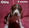 Minnie Mae's pup OTIS