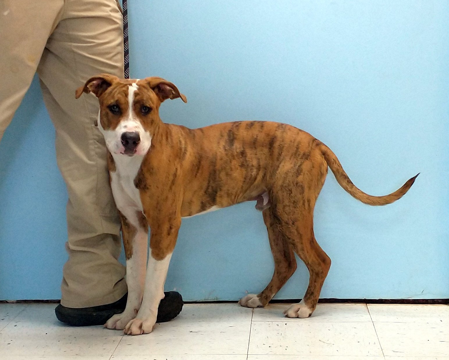 adoptable Dog in Pryor, OK named Oscar #9233