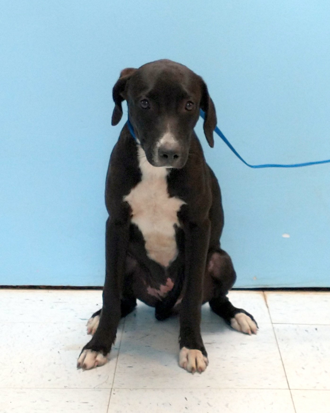 adoptable Dog in Pryor, OK named Milo #9464