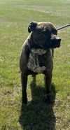 adoptable Dog in pryor, OK named Ce Ce #9679