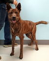 adoptable Dog in  named ROSCOE #10044