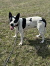 adoptable Dog in pryor, OK named Cletus #9188