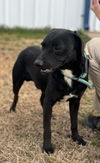 adoptable Dog in  named GEORGE #10143