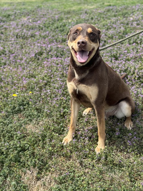 picture of the dog needing adoption