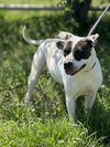 COOKIE 10122 - Photo 2
