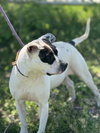 COOKIE 10122 - Photo 3