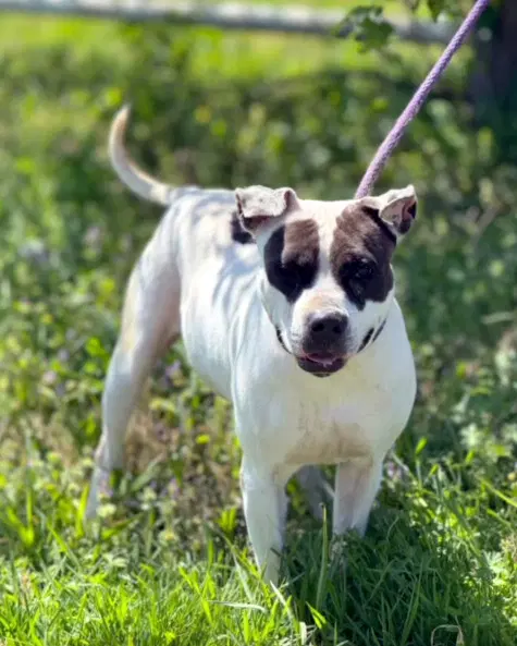 Cookie - Pit Bull Terrier