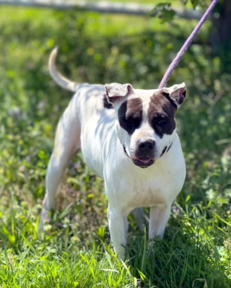 picture of the dog needing adoption