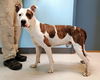adoptable Dog in pryor, OK named DYNAMITE #10140