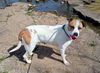 adoptable Dog in pryor, OK named BABY GIRL #10141