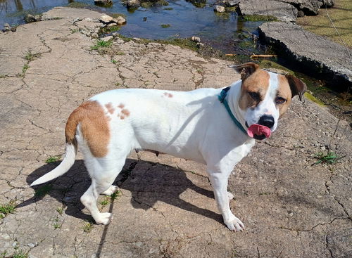 picture of the dog needing adoption