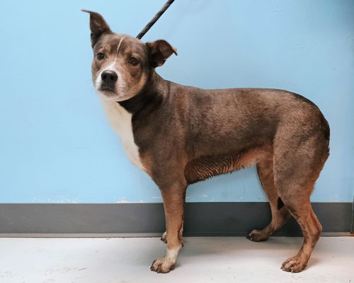 picture of the dog needing adoption
