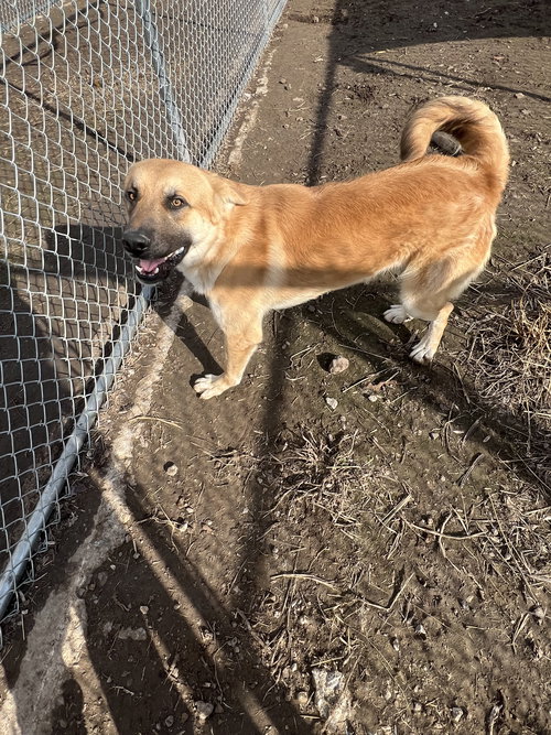 picture of the dog needing adoption