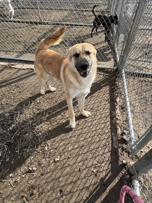 CLARK   #9938 - Shepherd available for adoption