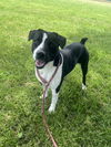 adoptable Dog in pryor, OK named Lenny  #9966