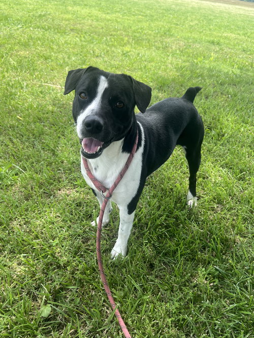 picture of the dog needing adoption