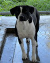 Lenny  #9966 - Photo 2
