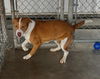 adoptable Dog in pryor, OK named Mango  10112