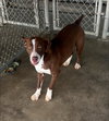 Peach   10111 - Photo 1