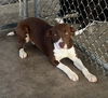 adoptable Dog in pryor, OK named Apricot  #10110