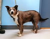 adoptable Dog in  named Roxy  10153