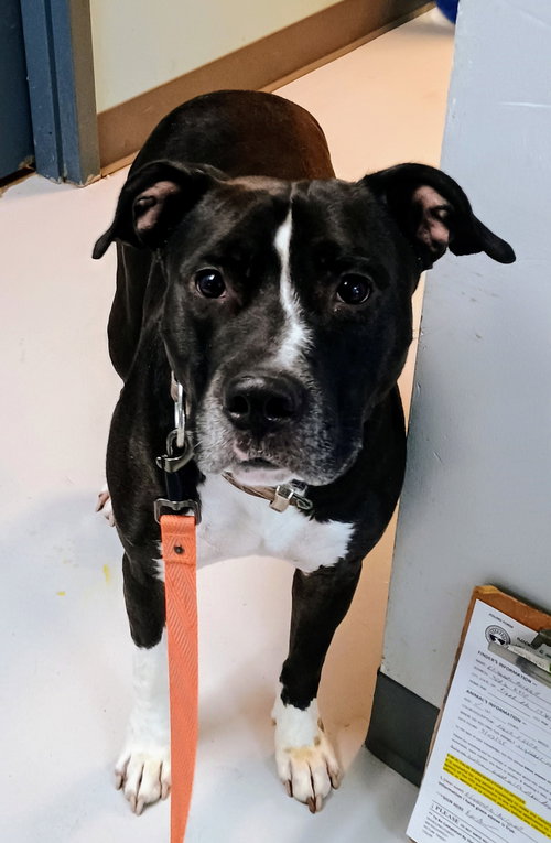 picture of the dog needing adoption