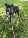 Petey   #10177 - Photo 2