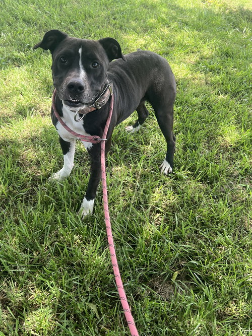 PETEY   #10177 - American Pit Bull Terrier available for adoption