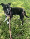Petey   #10177 - Photo 3