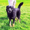 adoptable Dog in pryor, OK named Mazie   #10188
