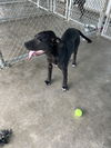 adoptable Dog in pryor, OK named Henery Hawk   #10125