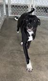 adoptable Dog in pryor, OK named Foghorn Leghorn   #10206