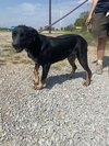 Bandit - Photo 1