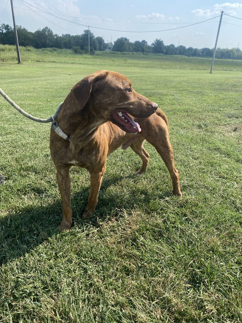 picture of the dog needing adoption
