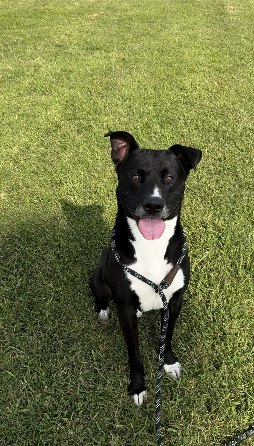 Chance - American Bulldog