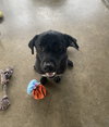 TEDDY - Photo 1