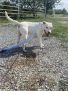 Stewie - Photo 1