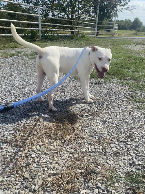 picture of the dog needing adoption