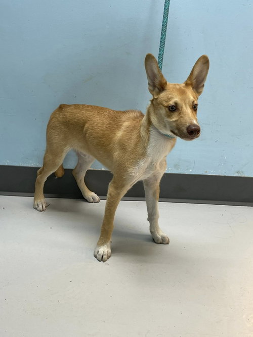 picture of the dog needing adoption